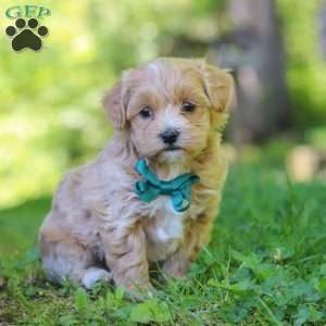 Norris, Maltipoo Puppy